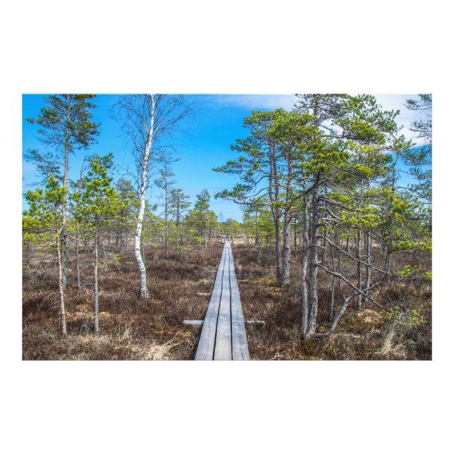 Träspåret över träsket fototryck (Framsidan)