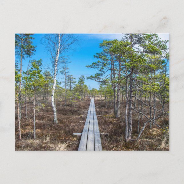 Träspåret över träsket vykort (Framsida)