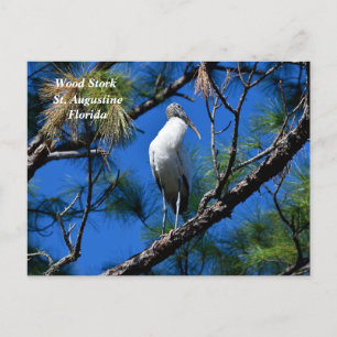 Trästork i vilden St Augustine, Florida Helg Vykort