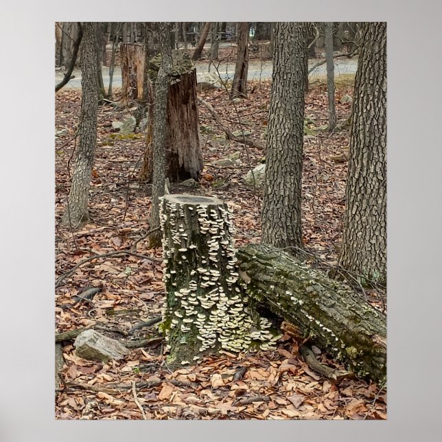 Trästubbe i skogen Affisch (Framsidan)
