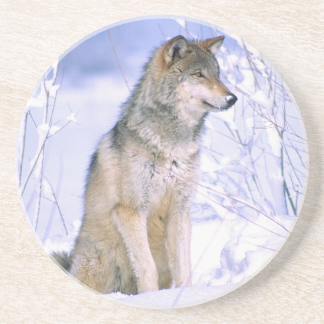 Trävarulv sittande i snö, Canis lupus, Underlägg (Framsidan)