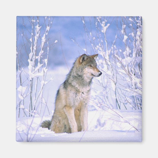 Trävarulv som sitter i snön, Canis lupus, Magnet (Framsidan)