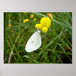 Trävit fjäril Poster