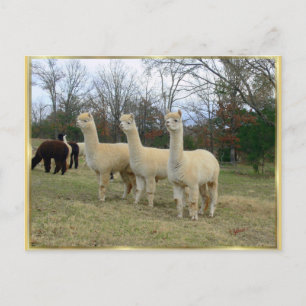 Tre Alpaca Girls-vykort Vykort