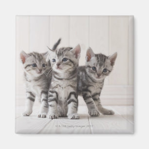 Tre amerikanShorthair kattungar Magnet
