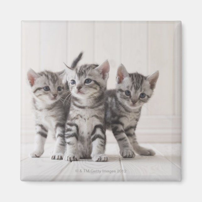 Tre amerikanska Shorthair Kittens Magnet (Framsidan)
