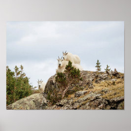 Tre ami-getter / Colorado Wildlife Poster