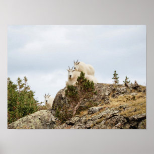 Tre ami-getter / Colorado Wildlife Poster