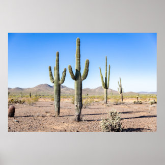 Tre Amigo Saguaros Poster
