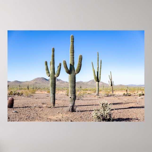 Tre Amigo Saguaros Poster (Framsidan)