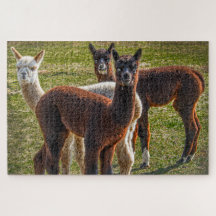 Tre Amigos Alpacas