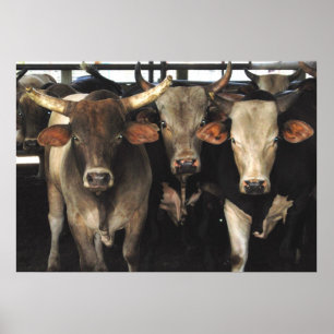 Tre amigos - Bull Cows Staring vilda western art Poster