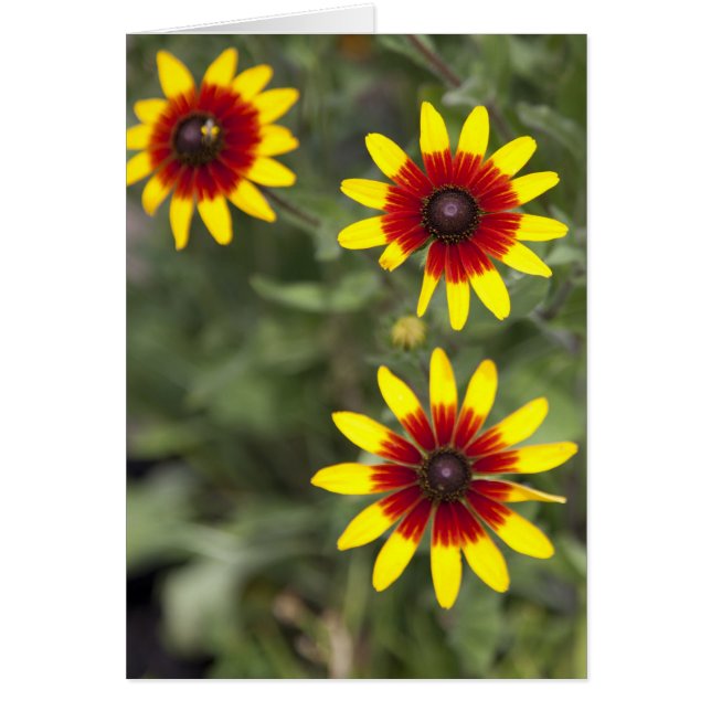 Tre amigos hälsningskort (Framsidan)