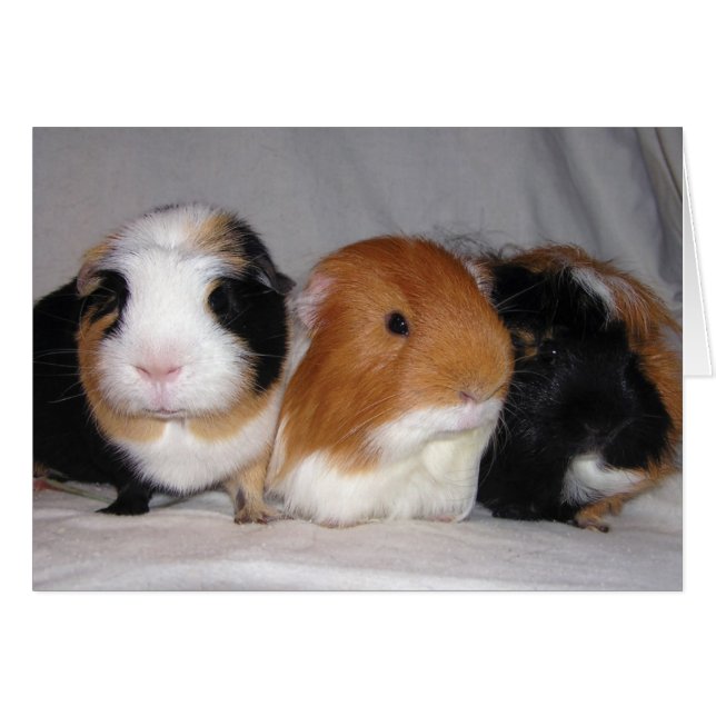 Tre Amigos Hälsningskort (Framsidan Horizontal)