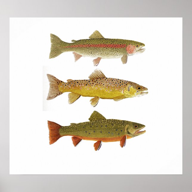 Tre Amigos- Rainbow, Brown & Brook Trout 2019 Poster (Framsidan)