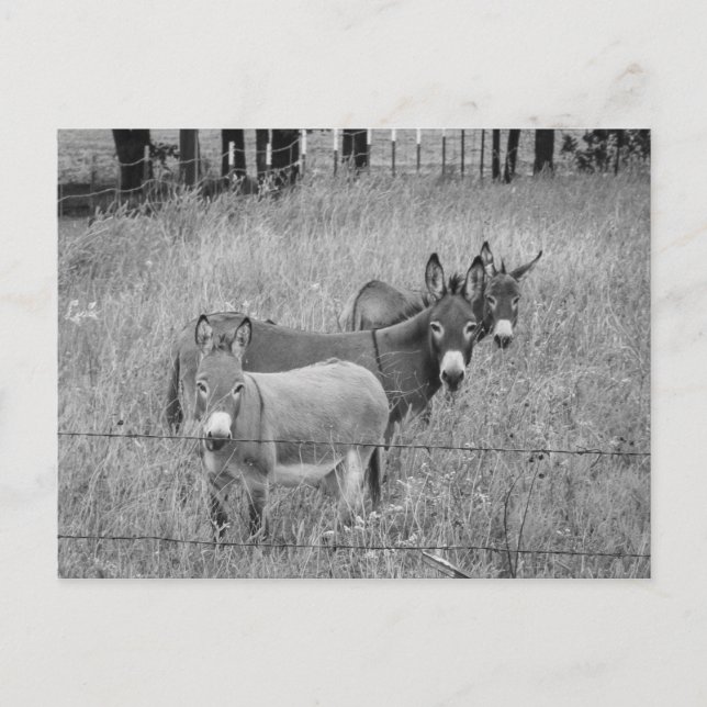 Tre amigos vykort (Framsida)