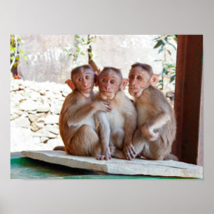 Tre apor tillsammans med Wildlife Poster