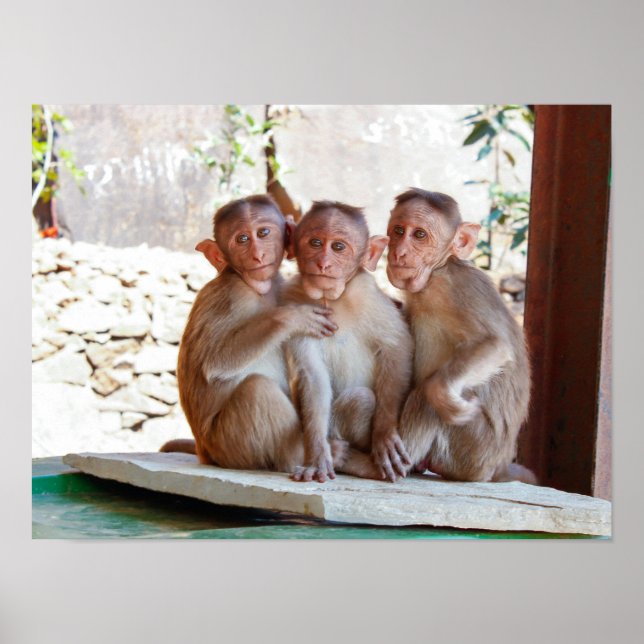 Tre apor tillsammans med Wildlife Poster (Framsidan)