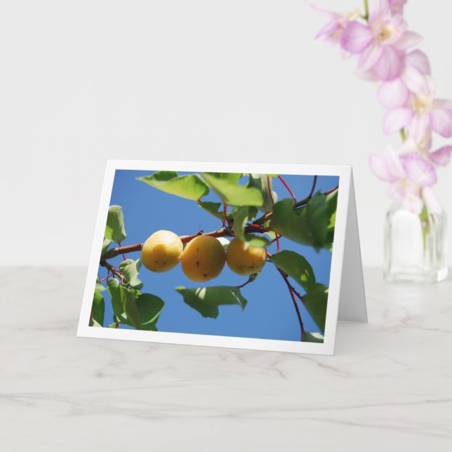 Tre Apricot Fruits på Träd Kort (Orkide)