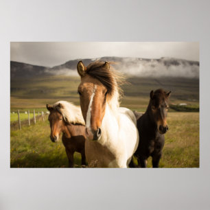 TRE ASSORTERADE HÄSTAR FÄRG SOM GÅR BORT FRÅN EN M POSTER