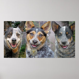Tre australiska Cattle Hundar Art Poster