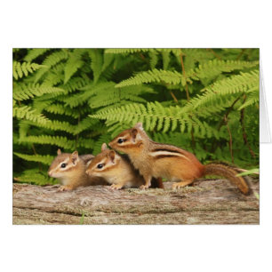 tre baby chipmunkar hälsningskort