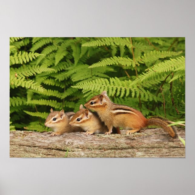 tre baby chipmunkar poster (Framsidan)