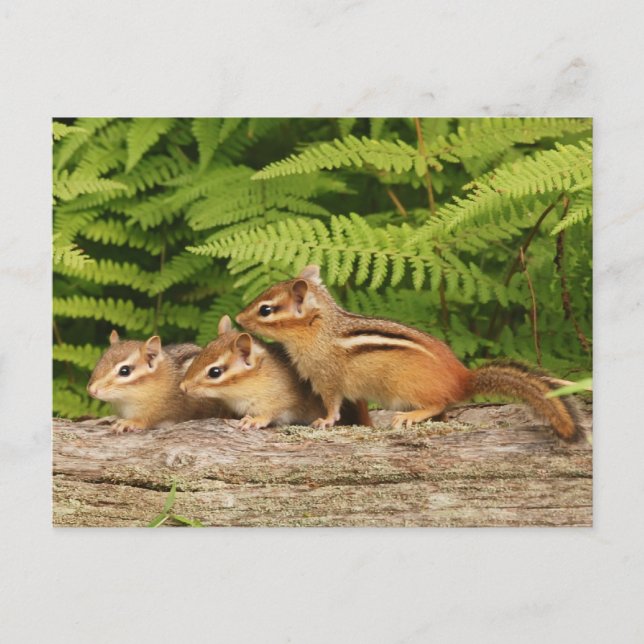 tre baby chipmunkar vykort (Framsida)