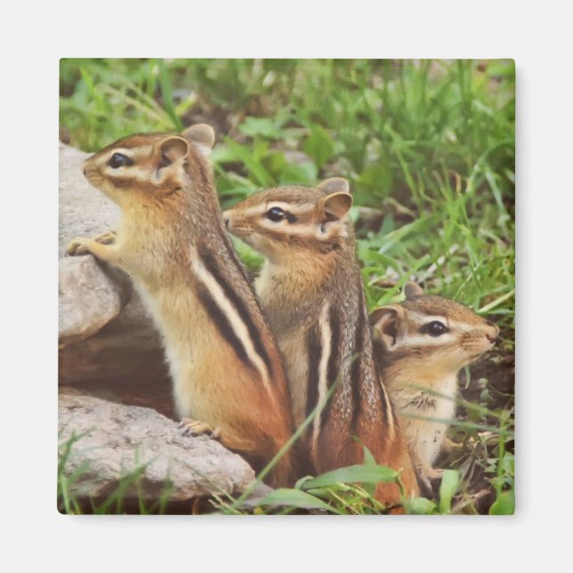 Tre Baby Chipmunks Magnet (Framsidan)