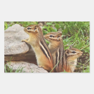 Tre Baby Chipmunks Rektangulärt Klistermärke