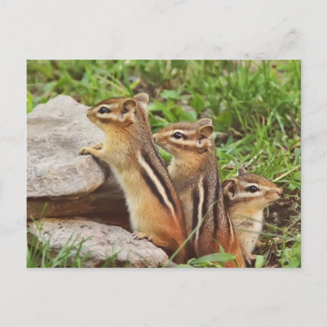 Tre Baby Chipmunks Vykort (Framsida)