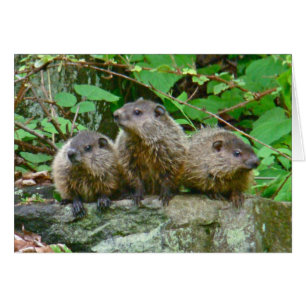 Tre baby Groundhogs Hälsningskort