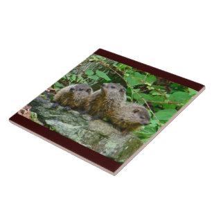 Tre baby Groundhogs Kakelplatta