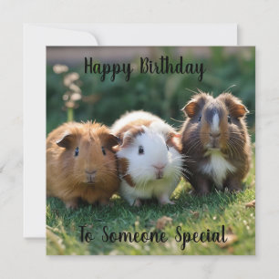 Tre Baby Guinea Grisar,