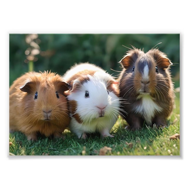 Tre Baby Guinea Grisar, Fototryck (Framsidan)