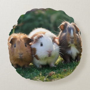 Tre Baby Guinea Grisar, Rund Kudde