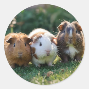 Tre Baby Guinea Grisar, Runt Klistermärke