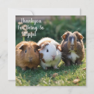 Tre Baby Guinea Grisar, Tack Kort