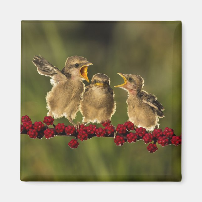 Tre Baby Lanius Schach Birds Magnet (Framsidan)
