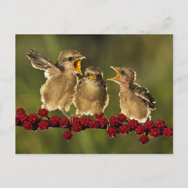 Tre Baby Lanius Schach Birds Vykort (Framsida)