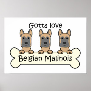Tre belgare Malinois Poster