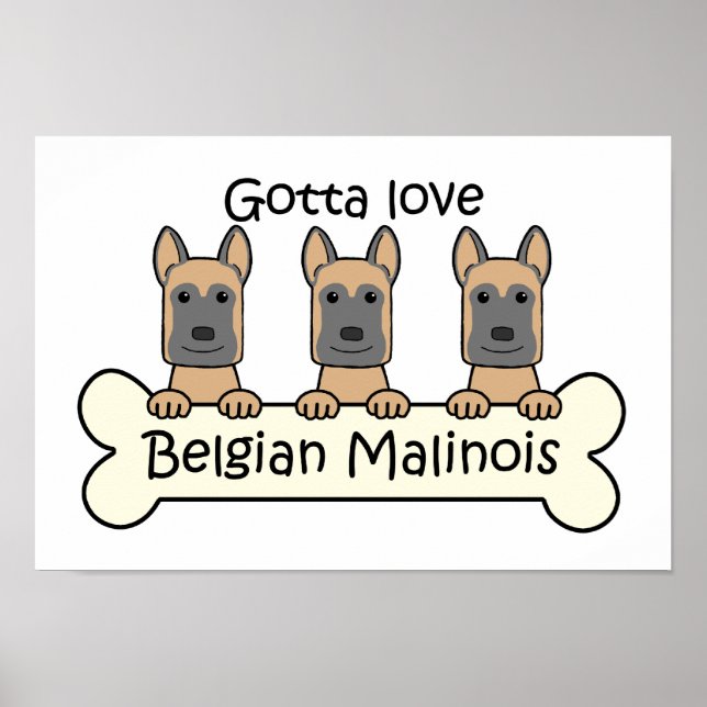 Tre belgiska Malinois Poster (Framsidan)