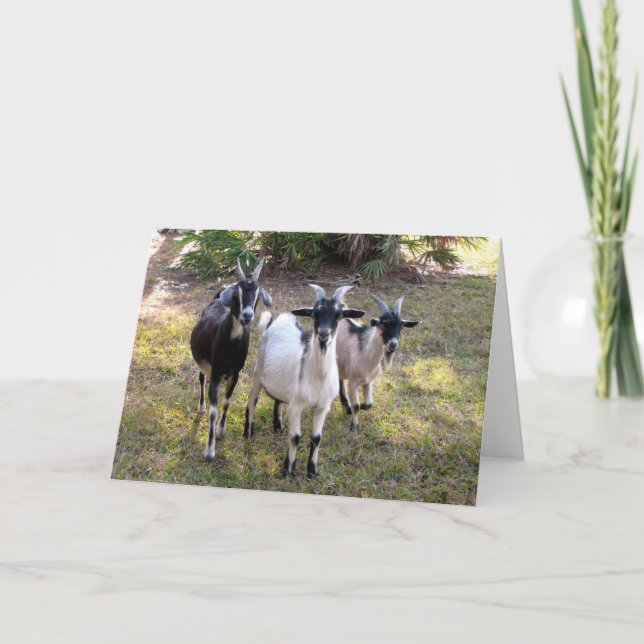 Tre Billy Goats Kort (Framsida)