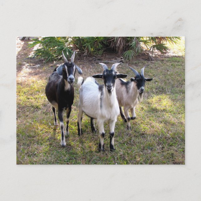 Tre Billy Goats - vykort (Framsida)