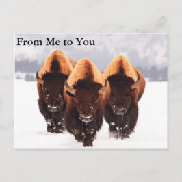 Tre Bison Vykort