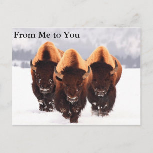 Tre Bison Vykort