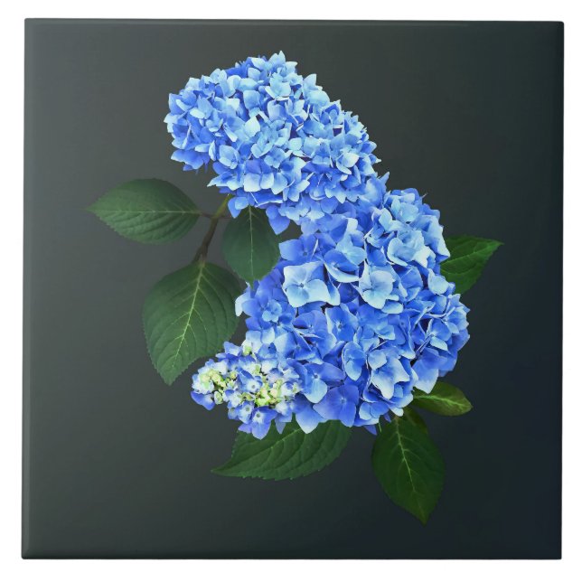 Tre blå Hydrangea Kakelplatta (Framsidan)