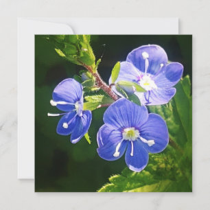 Tre Blåa blommor-platta kort