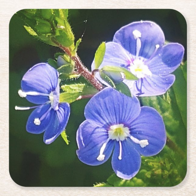 Tre Blåa blommor Underlägg Papper Kvadrat (Framsidan)