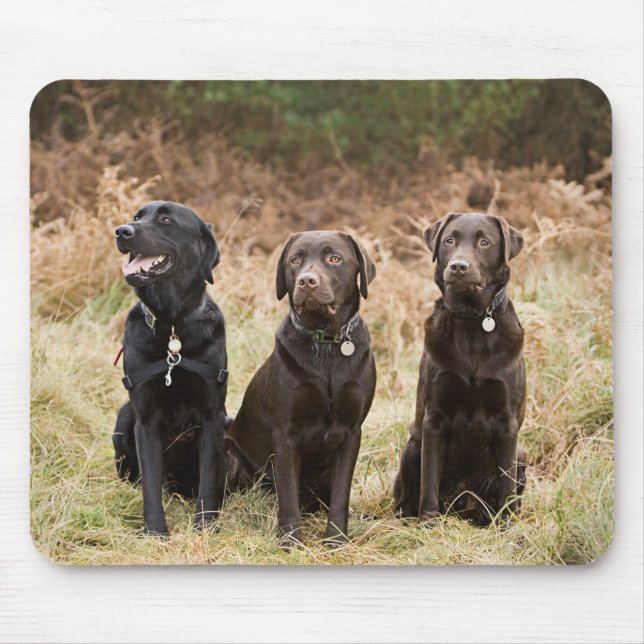 Tre Black Labrador-hämtare Musmatta (Framsidan)